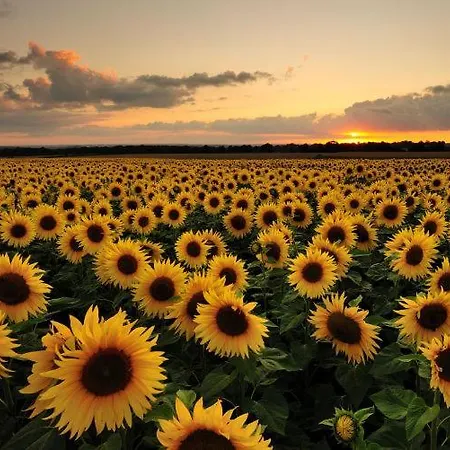 Semesterbostad Vigne - On A Vineyard, Overlooking The Vines In 2 Bedroomed Savigne