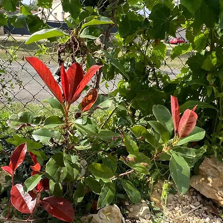 Vigne - On A Vineyard, Overlooking The Vines In 2 Bedroomed Semesterbostad